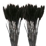 12 tiges de lagurus séchés noirs - 45 cm