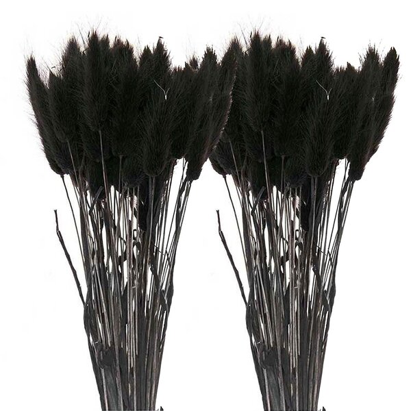 12 tiges de lagurus séchés noirs - 45 cm