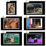 Lot de 6 cartes postales - animaux 2 - photos frédéric engel