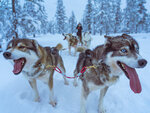 SMARTBOX - Coffret Cadeau Séjour en Norvège : 4 jours avec aurores boréales et balade en chiens de traîneau pour 2 -  Séjour
