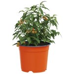 vidaXL Pot à fleurs 50 Pièces Céramique Ø 15 x 12 5 cm Plastique