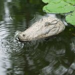 Ubbink Fontaine de jardin à cracheur flottante Crocodile