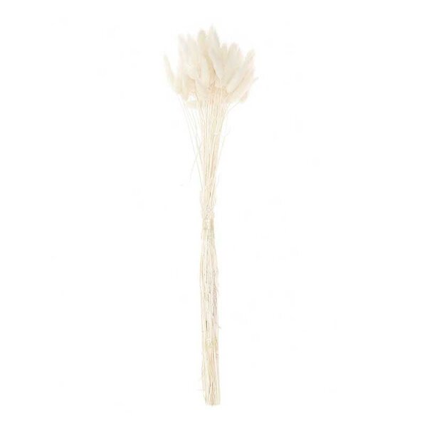 Lagurus séchés blanc - 45 cm