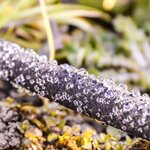 GRÜNTEK Kit de tuyau d'arrosage goutte-à-goutte 30 m Noir