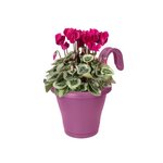 ELHO Jardiniere de balcon Corsica Simple - Violet vif - Extérieur & Balcon - L 19,4 x W 27,1 x H 25,9 cm