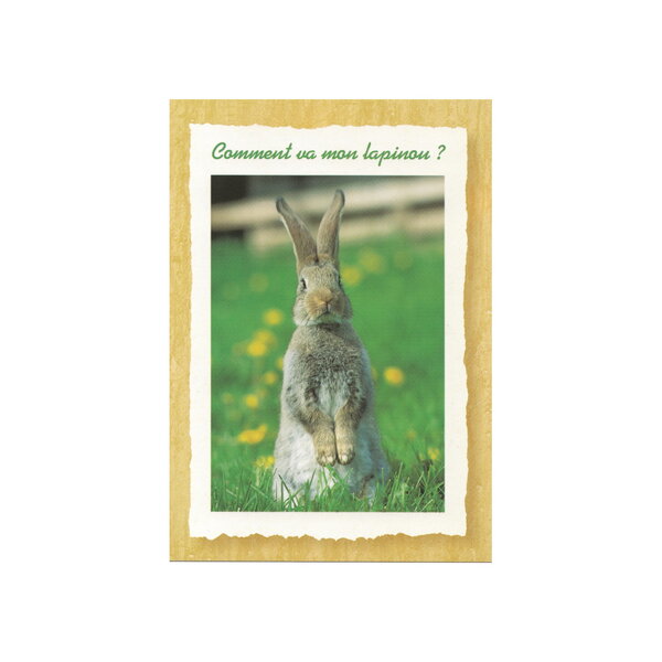 Carte Message - Lapin  "Comment Va Mon Lapinou  "