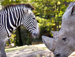 SMARTBOX - Coffret Cadeau Séjour en famille au ZooParc de Beauval en 2025 : 2 journées et 1 nuit à proximité pour 3 personnes -  Multi-thèmes
