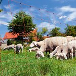 Kerbl filet pour moutons ovinet 108 cm 27251