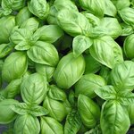 Graines à semer - Basilic Genovese bio