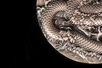 Pièce de monnaie en Argent 18888 Francs g 155.5 (5 oz) Millésime 2023 Torch Dragon DRAGON TORCH