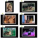 Lot de 6 cartes postales - animaux 2 - photos frédéric engel
