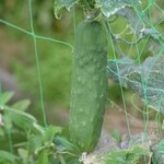 Concombre Le généreux bio - Graines à semer