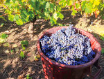 SMARTBOX - Coffret Cadeau 6 bouteilles d'un domaine historique du vignoble nantais à déguster chez soi -  Gastronomie
