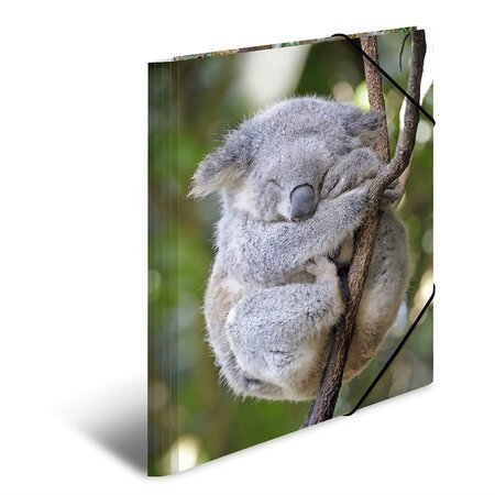Chemise à élastiques 'koala', PP Glossy, A3 HERMA