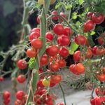 Tomate miel du Mexique bio - Graines à semer