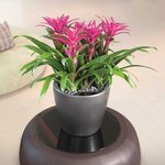 LECHUZA Jardinière CLASSICO LS 43 ALL-IN-ONE charbon métallisé 16083