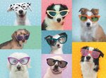 Puzzle 150 p xxl - chiens rigolos