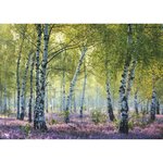 Ravensburger 12000117 - Puzzle 1000 pièces Forêt de bouleaux