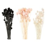 18 tiges de cardères japonais séchés multicolores 70 cm