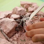 Découverte de la science - Kit des insectes rampants