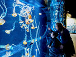 SMARTBOX - Coffret Cadeau Sortie en famille : entrées pour 2 adultes et 2 enfants à l'aquarium Nausicaá en basse saison -  Sport & Aventure