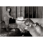Carte L'anniversaire De L'hippopotame - Bettmann - Draeger paris