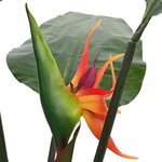vidaXL Plante Strelitzia artificielle Vert 70 x 18 x 155 cm