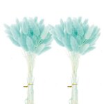12 tiges de lagurus séchés turquoise - 45 cm