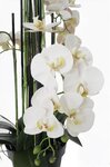 Orchidée phalaenopsis factice en pot qualité déco h140cm crème - best - dimhaut: h 140 cm - couleur: crème