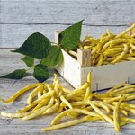 Haricots mangetout Neckargold bio - Graines à semer