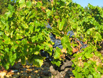Visite de cave et de vignes avec dégustation de vins à châteauneuf-du-pape - smartbox - coffret cadeau gastronomie