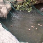 vidaXL Filet pour bassin 8 x 4 m Polyéthylène