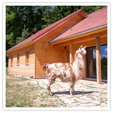 SMARTBOX - Coffret Cadeau - Séjour en cabane au contact des lamas pour 3 -