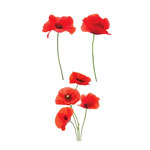 Autocollant pour vitres coquelicots