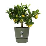 ELHO Pot de fleurs rond Greenville 25 - Extérieur - Ø 24,48 x H 23,31 cm - Vert feuille