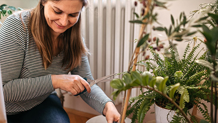 Comment bien entretenir vos plantes d’intérieur en hiver ?