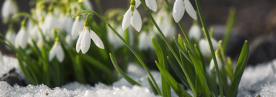 Peut-on planter des bulbes en janvier ?