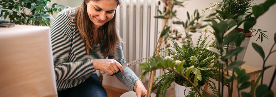 Comment bien entretenir vos plantes d’intérieur en hiver ?