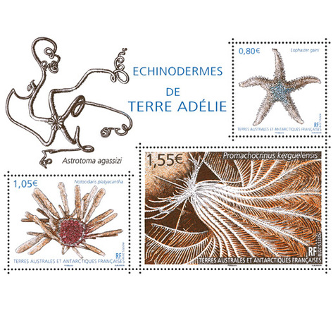 Timbre - TAAF- Bloc Echinodermes de Terre-Adélie