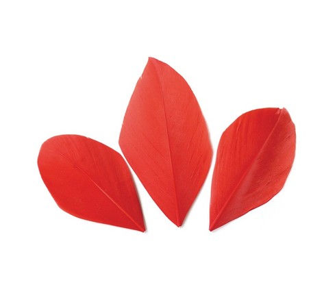 50 plumes coupées - Rouge 6 cm