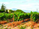 SMARTBOX - Coffret Cadeau Livraison à domicile de 6 vins du Domaine des Ondines  dans la vallée du Rhône -  Gastronomie