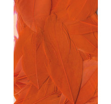 Plumes lissées orange 3 g lg 6 cm env.