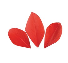 50 plumes coupées - Rouge 6 cm