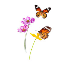 Autocollant mural fleurs et papillons