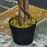 Arbre artificiel plante artificiel ficus hauteur 1 2 m tronc branches liane lichen feuilles grand réalisme pot inclus