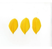 Plumes lissées jaune 3 g lg 6 cm env.