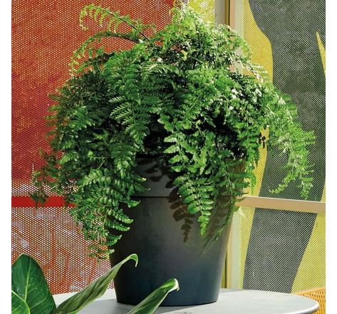 DEROMA Pot de fleurs rond Like anthracite - Coloris gris anthracite - 22cm