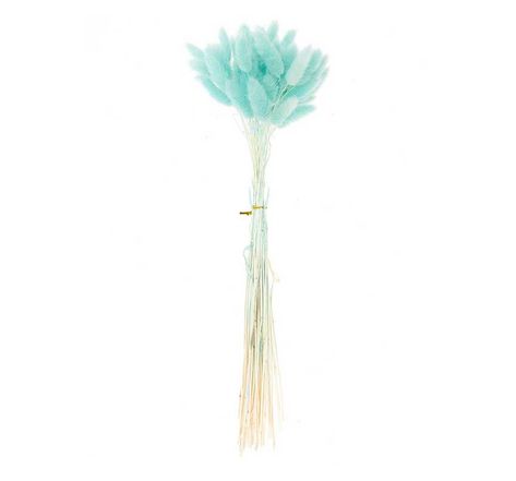 Lagurus séchés turquoise - 45 cm