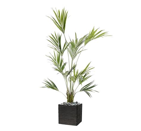Palmier Kentia Artificiel Howea H 180 cm 192 feuilles en pot