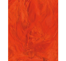 Plumes ébouriffées orange 3 g lg 8 à 12 cm